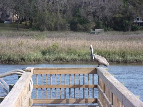 623 Gentian Rd, Saint Augustine, FL 32086 photo 4
