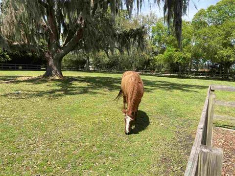 4675 Wolfe Rd, Saint Augustine, FL 32092 photo 31