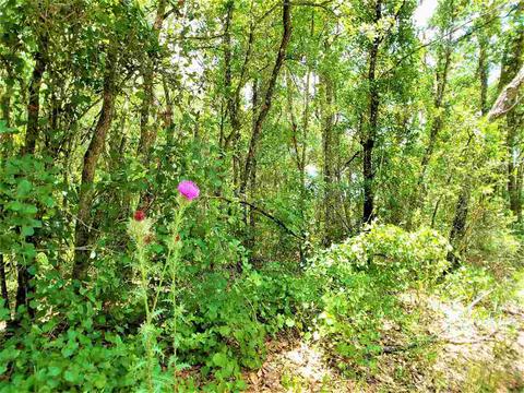 10010 Zigler Ave, St Johns, FL 32145 photo 13