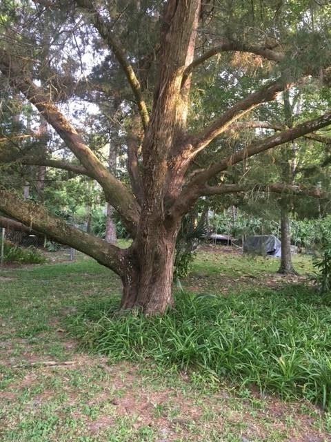2919 N 2nd St, Saint Augustine, FL 32084 photo 21