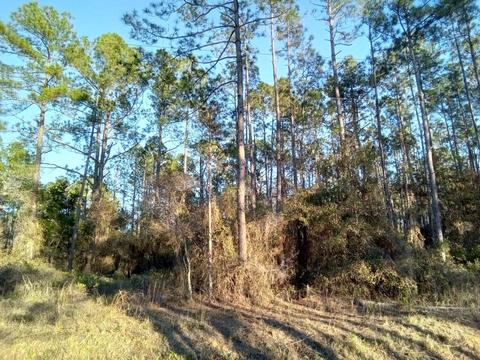 9840 Ebert Ave, Hastings, FL 32145 photo 3