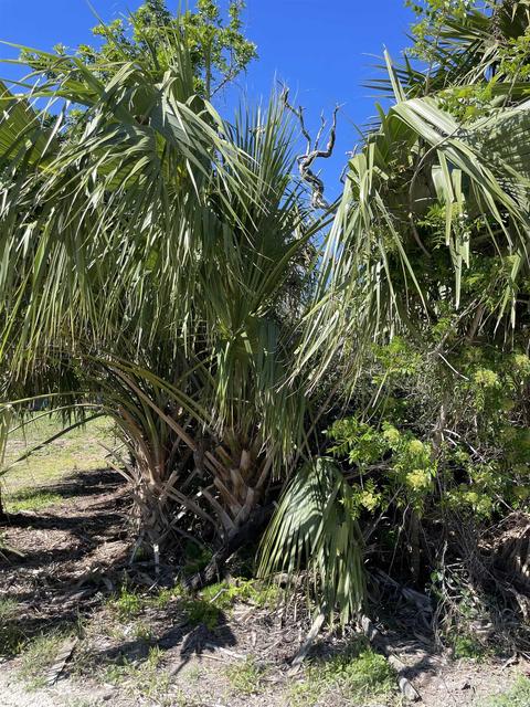 6947 Middleton Ave, Saint Augustine, FL 32080 photo 6