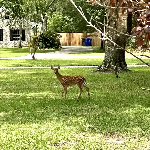 3551 Lone Wolf Trl, Saint Augustine, FL 32086 photo 45