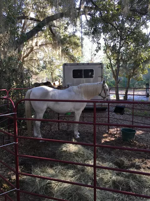 117 Phillips Rd, Florahome, FL 32140 photo 33