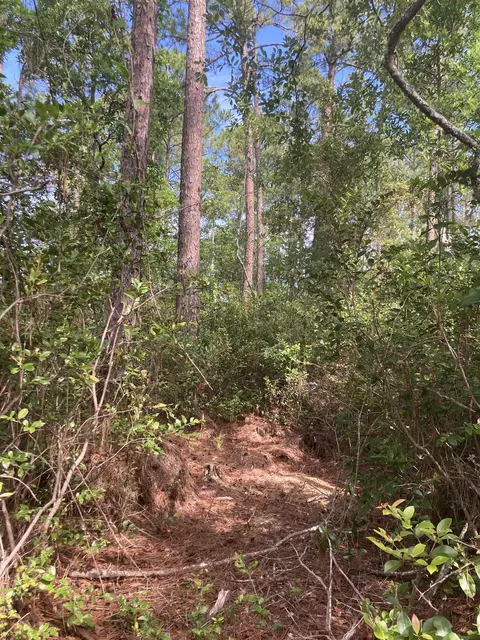 160 Edgemere Dr, Georgetown, FL 32139 photo 6