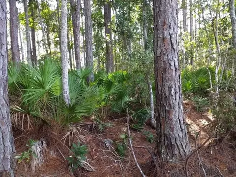 160 Edgemere Dr, Georgetown, FL 32139 photo 10