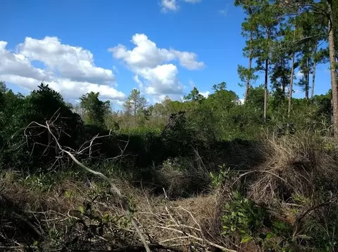 160 Edgemere Dr, Georgetown, FL 32139 photo 9