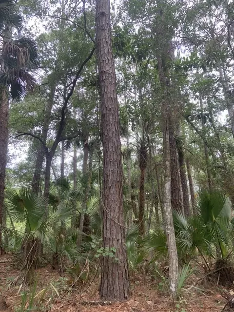724 Bruen St, Saint Augustine, FL 32084 photo 2