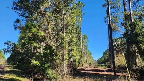 tbd Georgetown Denver Rd, Georgetown, FL 32139 photo 2