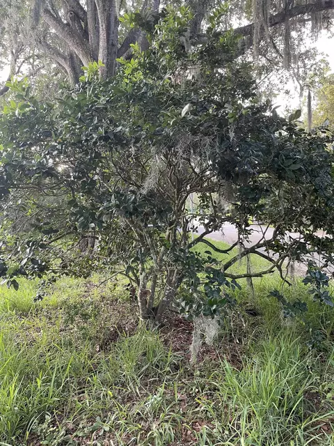 0 Madrid St #LOT 1, Saint Augustine Beach, FL 32080 photo 8
