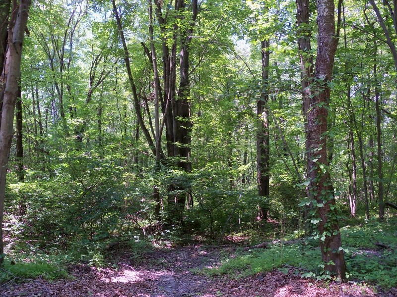 4 Sycamore Trl, Newton, NJ 07860 photo 1
