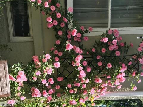 16 Berkeley Pl, Montclair, NJ 07042 photo 25