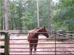 734 Gail Chambers Rd, Jackson, NJ 08527 photo 3