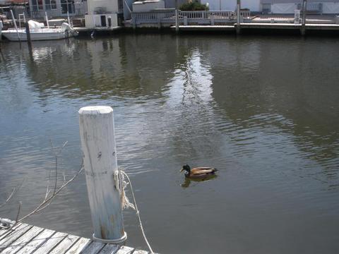 1002 Aloha Dr, Forked River, NJ 08731 photo 28