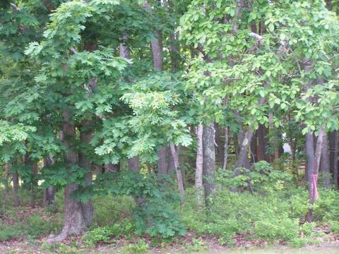12 Kiwi Loop, Howell, NJ 07731 photo 15