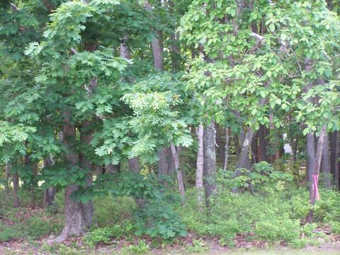 514 Frank Applegate Rd, Jackson, NJ 08527 photo 8