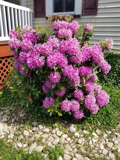 2 Anne St, Middlesex, NJ 08846 photo 5