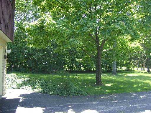 9801 Elm Ter, Des Plaines, IL 60016 photo 9