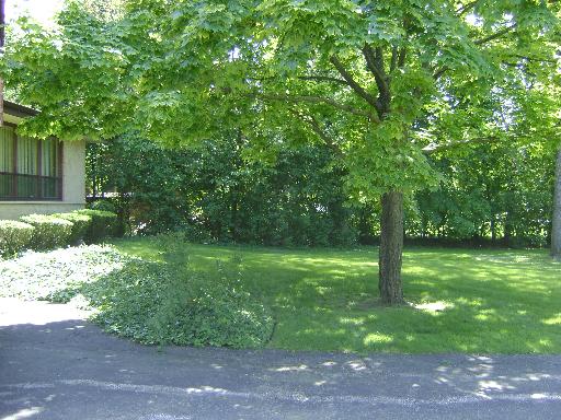 9801 Elm Ter, Des Plaines, IL 60016 photo 14