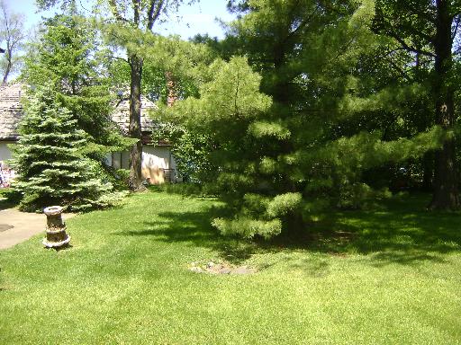 9801 Elm Ter, Des Plaines, IL 60016 photo 6