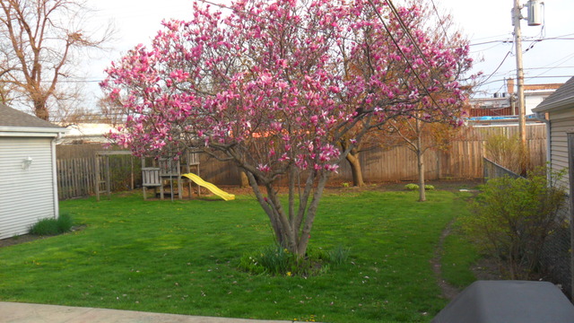 1447 E Lincoln Ave, Des Plaines, IL 60018 photo 2
