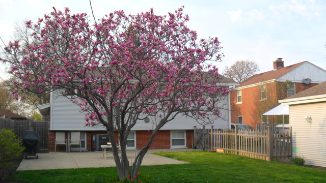 1447 E Lincoln Ave, Des Plaines, IL 60018 photo 3