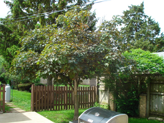 5813 Huron St, Berkeley, IL 60163 photo 15