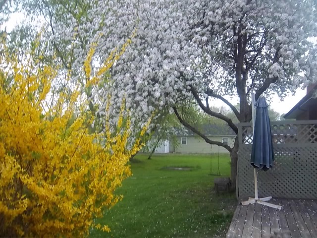 15540 Clyde Ave, South Holland, IL 60473 photo 3