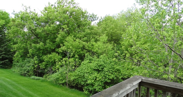 12 Grandview Ct, Algonquin, IL 60102 photo 23