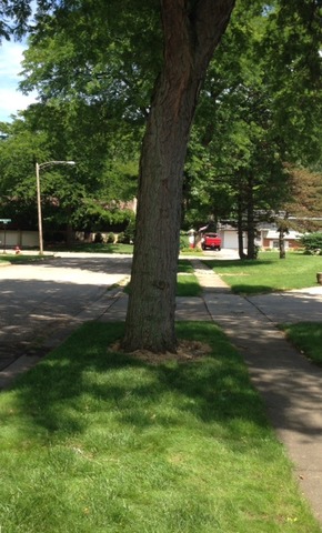 3909 Grand Ave, Mchenry, IL 60050 photo 5