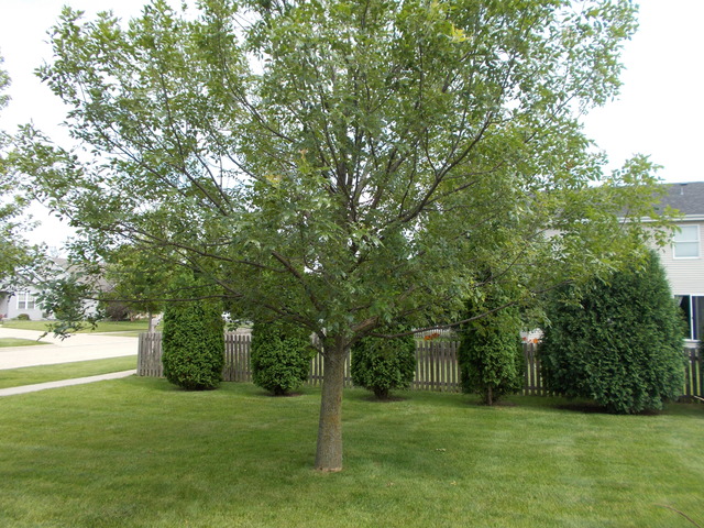 317 W Ashton Dr, Maple Park, IL 60151 photo 13