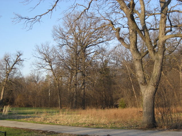 980 E Crest Ave, Addison, IL 60101 photo 20