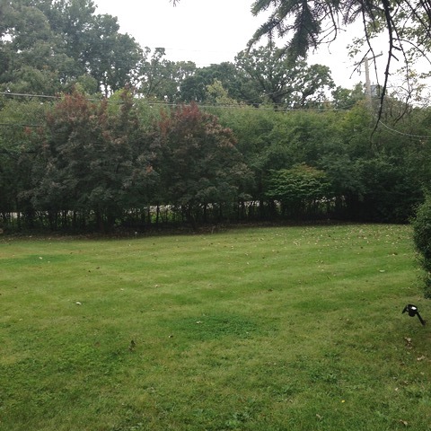 3600 Parthenon Way, Olympia Fields, IL 60461 photo 22