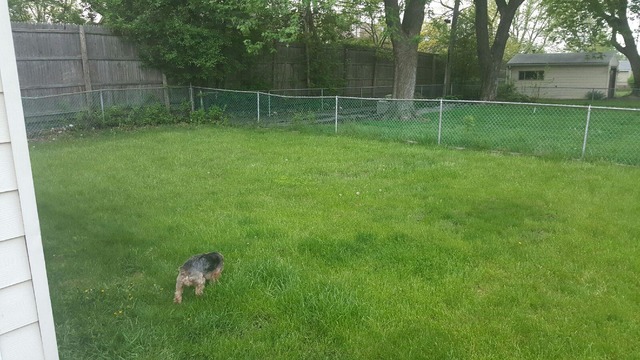 4601 Linden Ln, Rolling Meadows, IL 60008 photo 13
