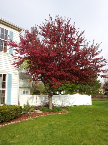 5501 Hickory Grove Ct, Plainfield, IL 60586 photo 22