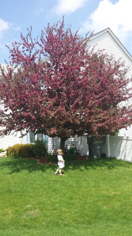 5501 Hickory Grove Ct, Plainfield, IL 60586 photo 21