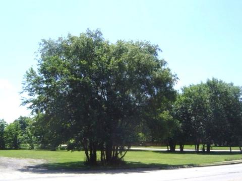 611 S Maplewood Dr, Rantoul, IL 61866