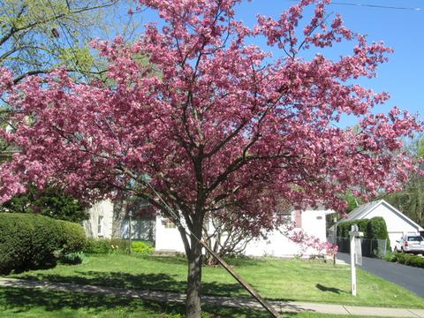 723 Delles Rd, Wheaton, IL 60189 photo 18