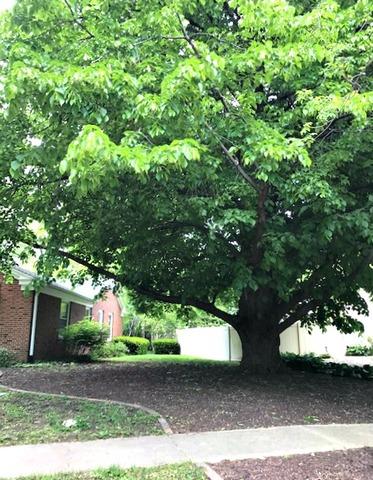 1008 Foothill Dr, Champaign, IL 61821 photo 69