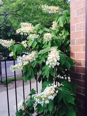 1375 E 57th St, Chicago, IL 60637 photo 2