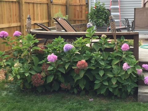 1119 S Sumner St, Wheaton, IL 60189 photo 20