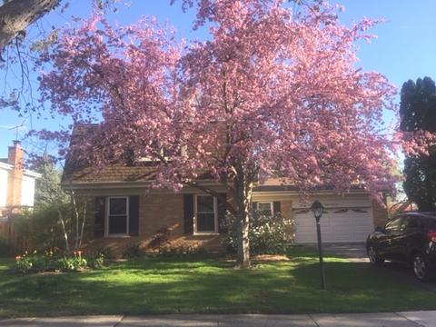 1624 E Cedar Ln, Mount Prospect, IL 60056 photo 3