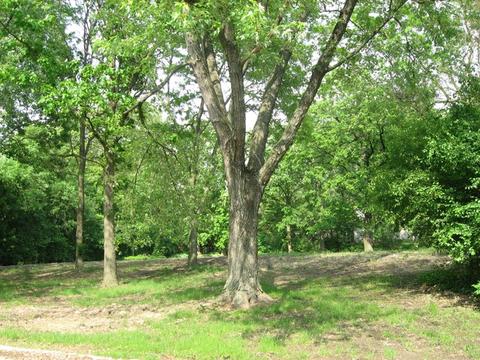 25 Danube Way, Olympia Fields, IL 60461 photo 1