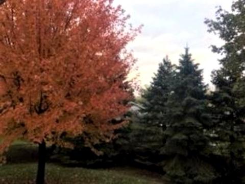 945 Concord Ln, Hoffman Estates, IL 60192 photo 21