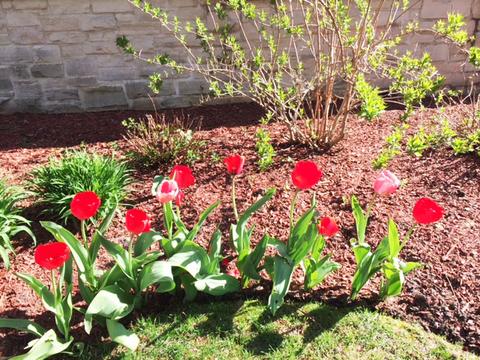 849 Walter Ave, Des Plaines, IL 60016 photo 54