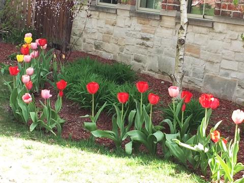 849 Walter Ave, Des Plaines, IL 60016 photo 55