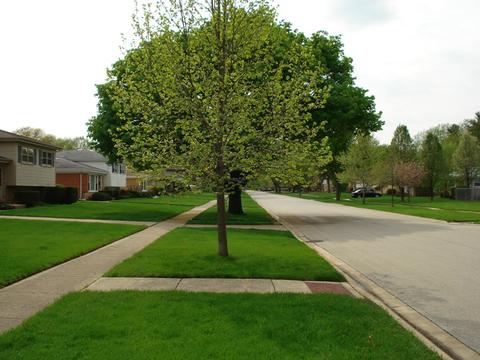 1709 W Rusty Dr, Mount Prospect, IL 60056 photo 20