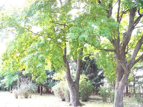 883 E 600 North Rd, Bement, IL 61813 photo 35