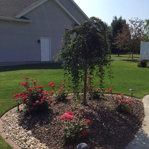 2231 Fox Run Dr, Kankakee, IL 60901 photo 28