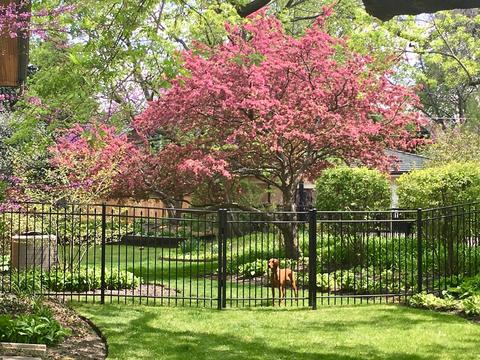 815 William St, River Forest, IL 60305 photo 44